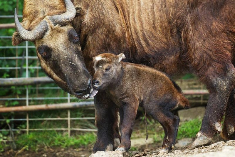 Takin - National Animal of Bhutan