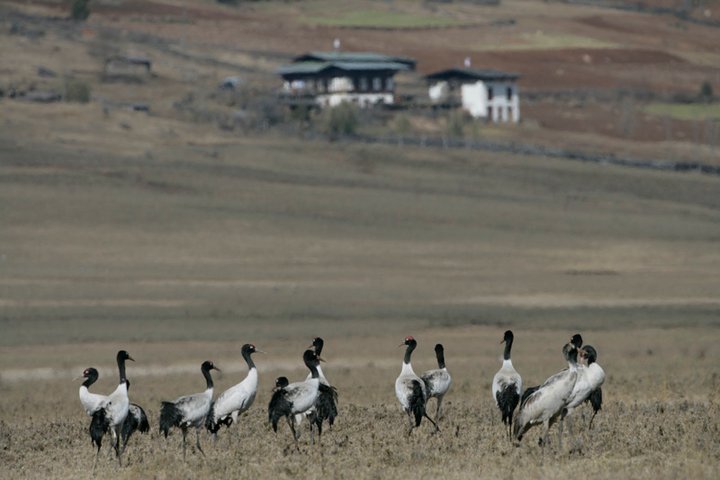 black_neck_crane